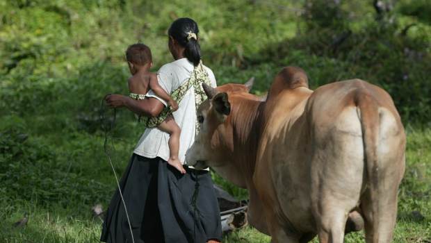 indonesia-woman-child-cow-24349-660.jpg