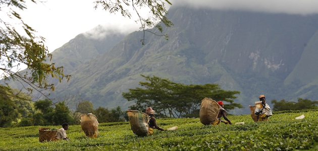 malawi-tea-picking-2.jpg