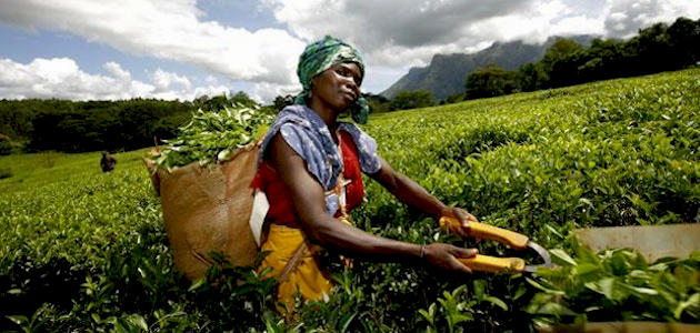 malawi-tea-picking-1_0_1.jpg