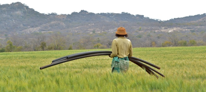 zimbabwe-watering-wheat.jpg