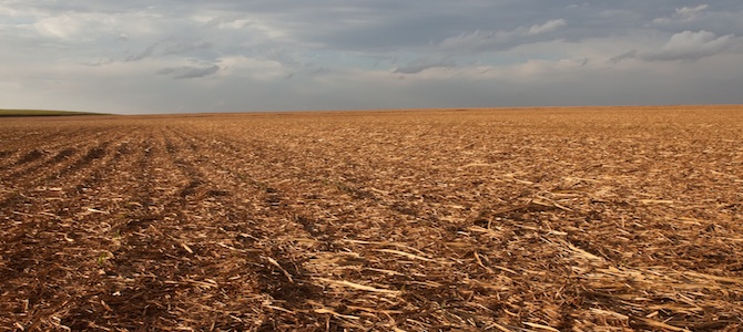 empty-sugar-cane-field.jpg