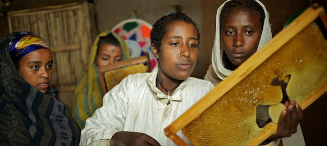 ethiopia-honey-production-grow.jpg