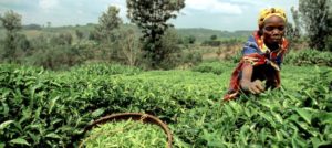 burundi-recoleccion-670px.jpg