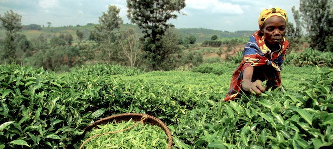 burundi-recoleccion-670px.jpg