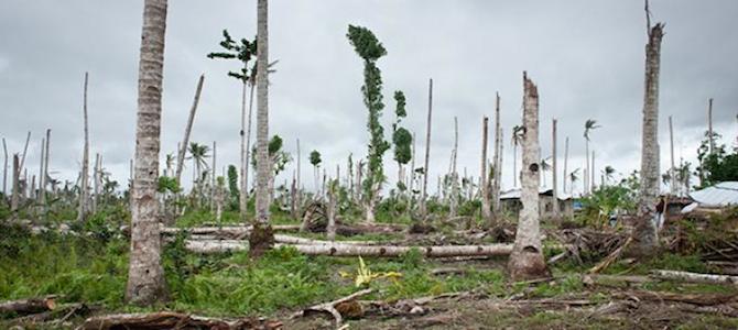 coconuttrees.jpg