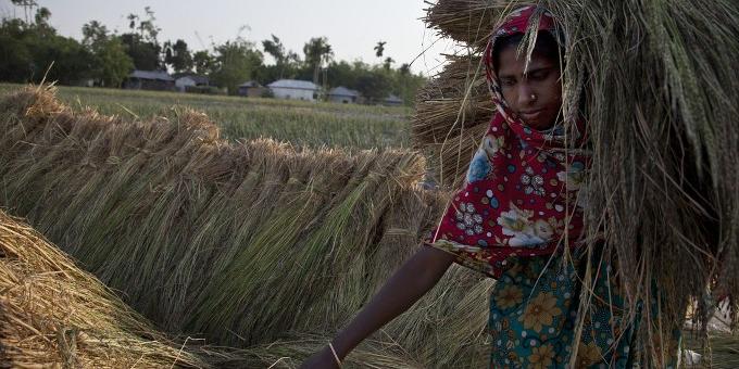 bangladesh-saleha-begum-collecting-rice-80657-680x350.jpg