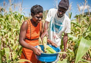 A woman in a bright orange dress and a man placing cobs of corn into a blue bucket while standing in a corn field