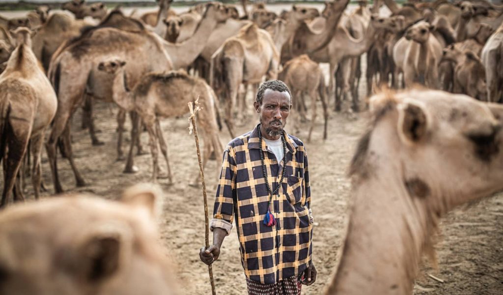 A man with dark skin and brown eyes stands in the centre of a large herd of thin, ailing camels whose hip bones are protruding. The man, who is very thin himself, is looking at us directly and wears a plaid shirt, dark pants and prayer beads and carries a walking stick.