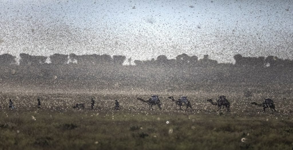A herd of camels walks through a locust swarm that darkens the horizon.