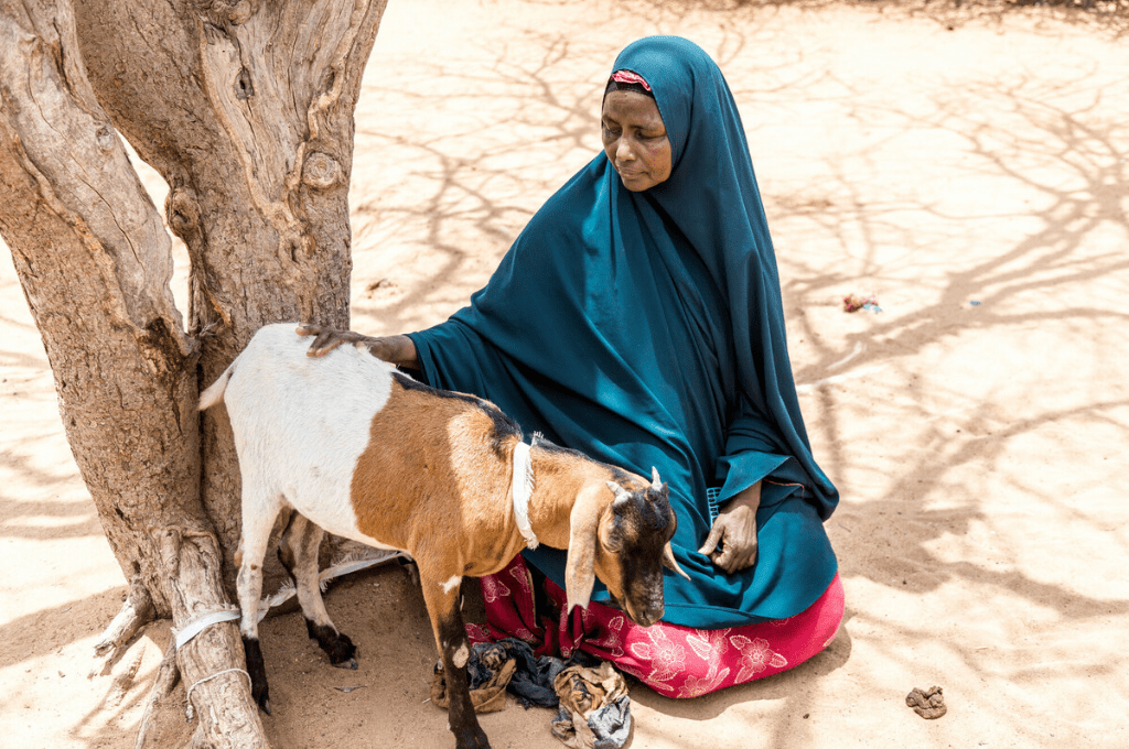 A woman wearing a blue headscarf and a pink skirt kneels on the dirt floor while petting a brown and white goat tied to a tree.