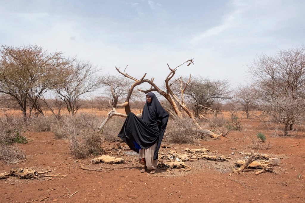 A woman wearing a black veil stands among the dry carcasses of cattle and dry, leafless trees.