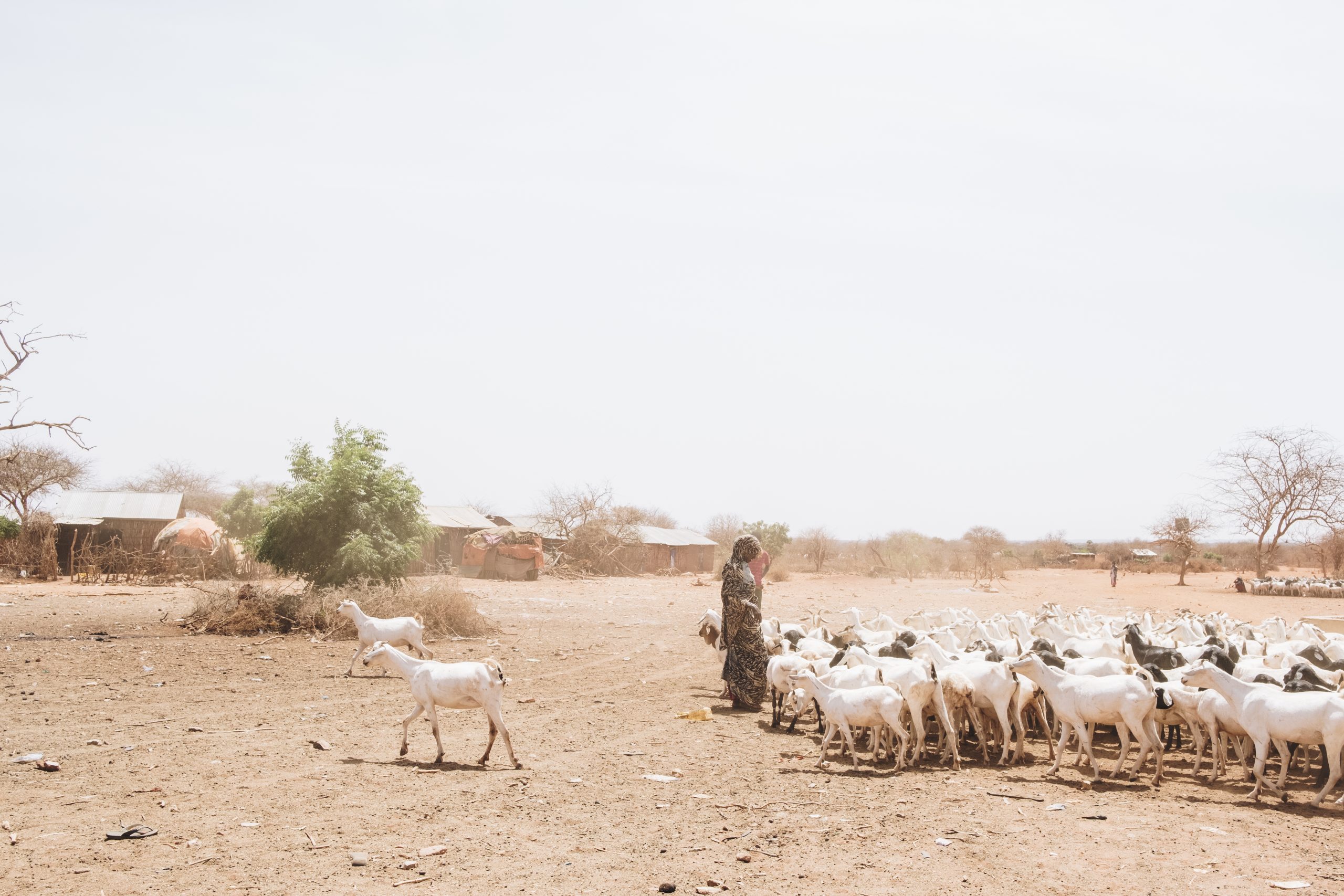 Pastoralists with goats. 

For extra quotes see trip report - search '341639' or scroll to bottom to view related resources and click through.