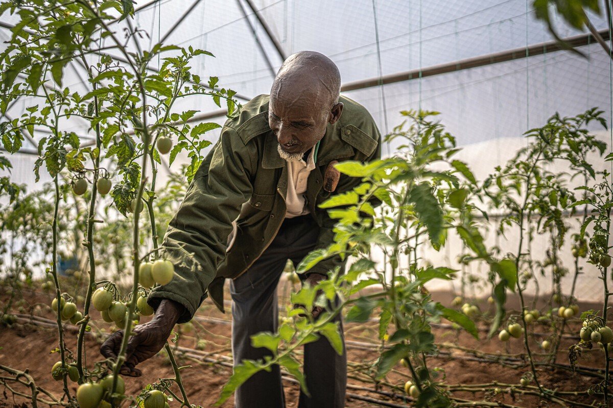 Ali Shire Omar used to be a pastoralist before the worsening droughts in Somalia killed off most of his livestock. With Oxfam's help, he was able to start farming with the help of a greenhouse and access to a functional water well. "It is a good thing to help people in need," he said. "I personally believe it is a win for the community."Photo: Pablo Tosco/Oxfam Intermón