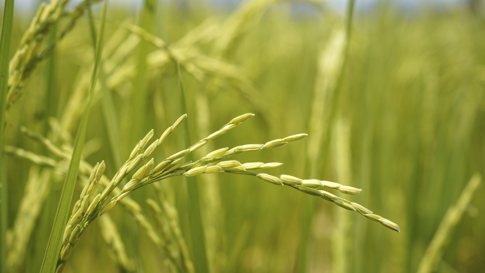 GO-Rice: Gender-Just, Climate Smart Rice Production in the Mekong Delta ...