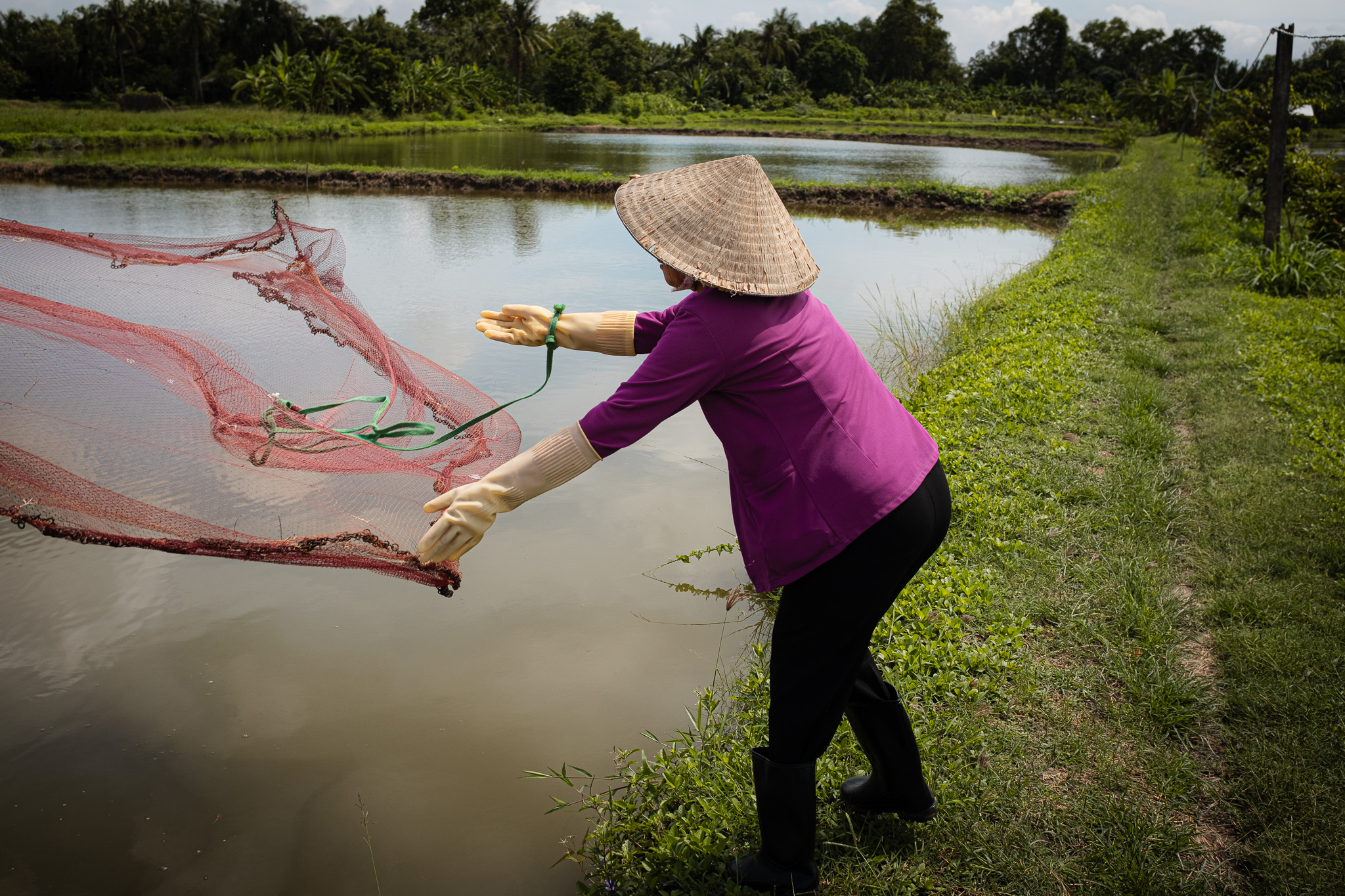 Miss Lee throws a net over a shrimp pond. Photo: Caroline Leal/Oxfam