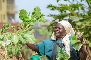 A woman harvests greens from her garden in Kampala, Uganda.