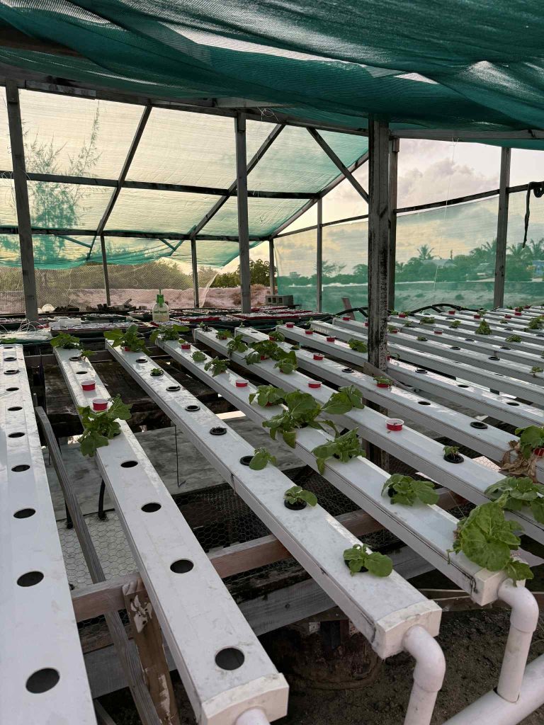 A hydroponic system on Banaba. Photo: Varea Romanu